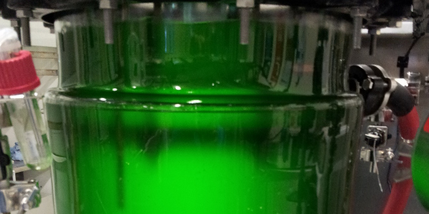 algae biofuel production