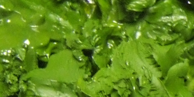 Algae for biofules