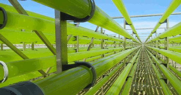 Photobioreactors at Necton