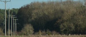 Wooden poles