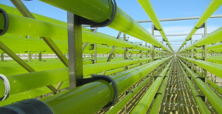 Photobioreactors at the Necton algae facility in Olhão, Portugal