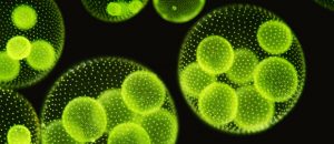 Close up of algae - stock image