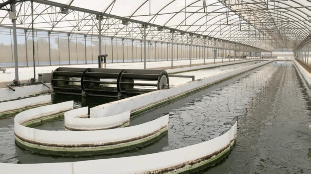 In the REALM concept, raceway systems are built next to greenhouses. In these open ponds, microalgae can be cultivated in a cost-effective way. Photo by Biorizon Biotech.