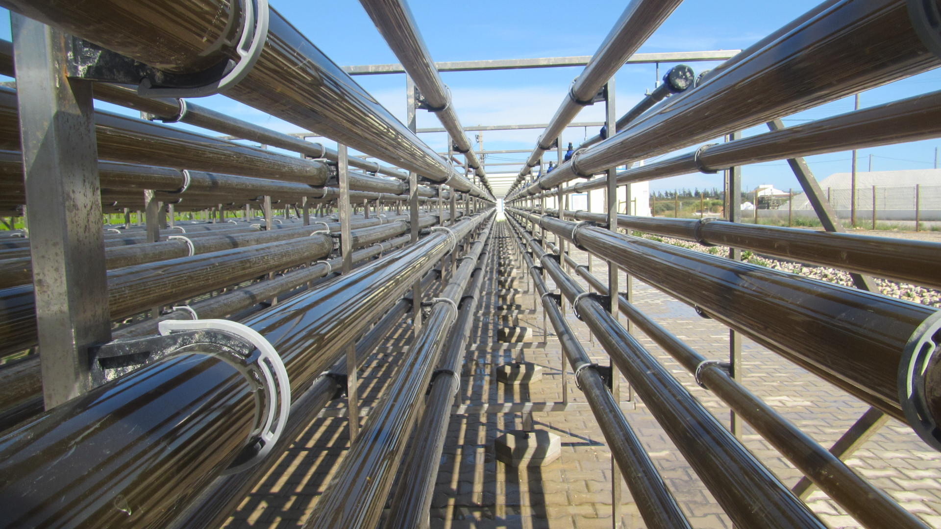 Photobioreactor at Necton in Portugal, containing phaeodactylum microalgae