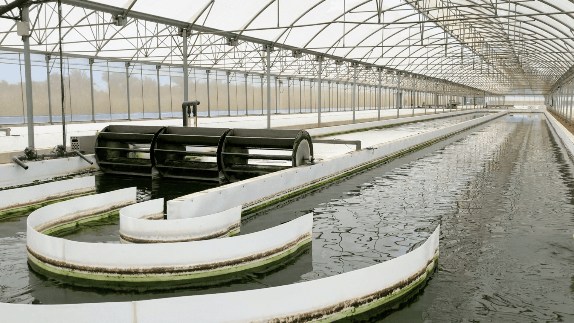 algae water celing microalgae project